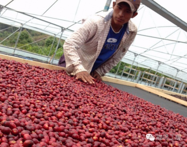 充满花香的西达摩—90+Ninetyplus花语