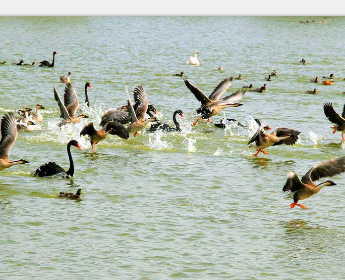 滨州本地春季最值得去的十个景点,滨州秋景最佳地方