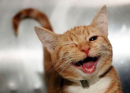 猫咪也会笑,猫咪也会开心吗