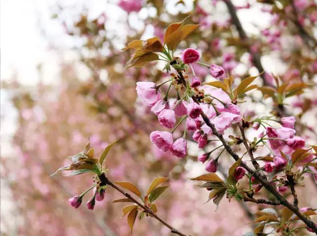 相约一起赏樱花,相约樱花园美景图片