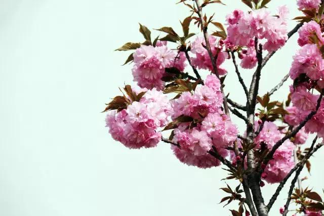 相约一起赏樱花,相约樱花园美景图片