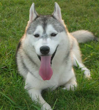 阿拉斯加和哈士奇的区别哪个贵,阿拉斯加和哈士奇养哪一个好