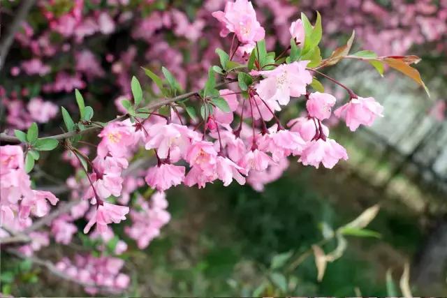 相约一起赏樱花,相约樱花园美景图片