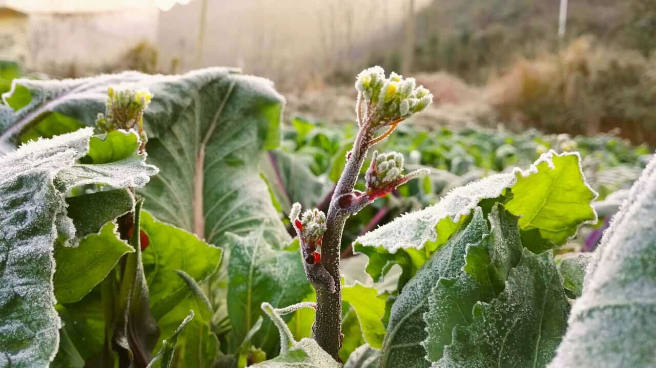 西安外事学院毕业生辞职卖红薯，走农创这条路值得吗？