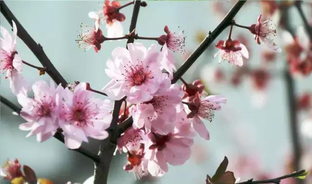 相约一起赏樱花,相约樱花园美景图片