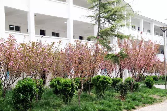 相约一起赏樱花,相约樱花园美景图片