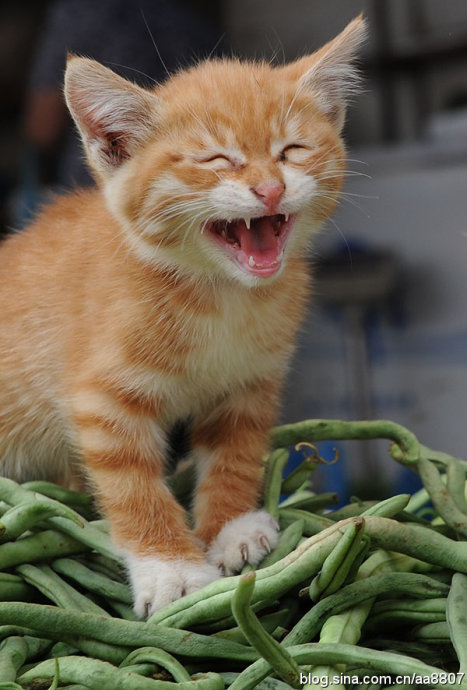 猫咪也会笑,猫咪也会开心吗