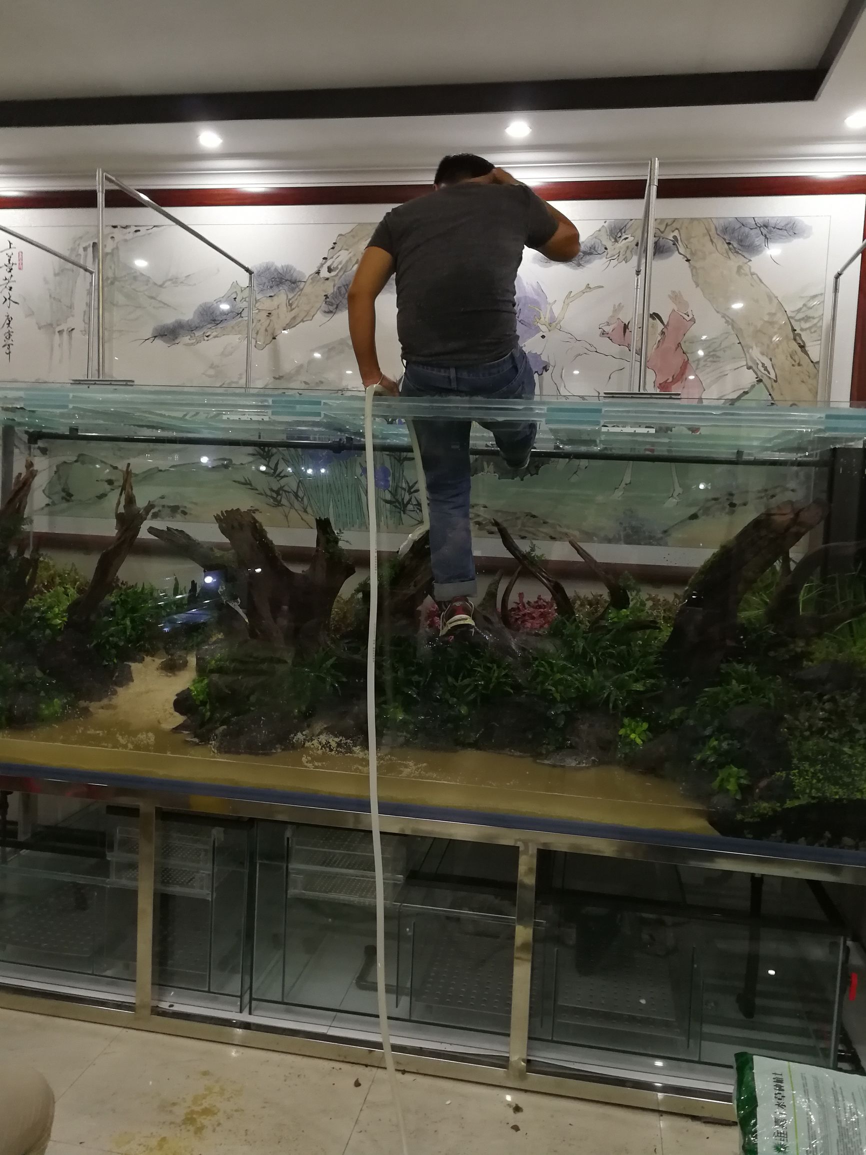 大墙鱼缸,40公分的缸养40的龙鱼