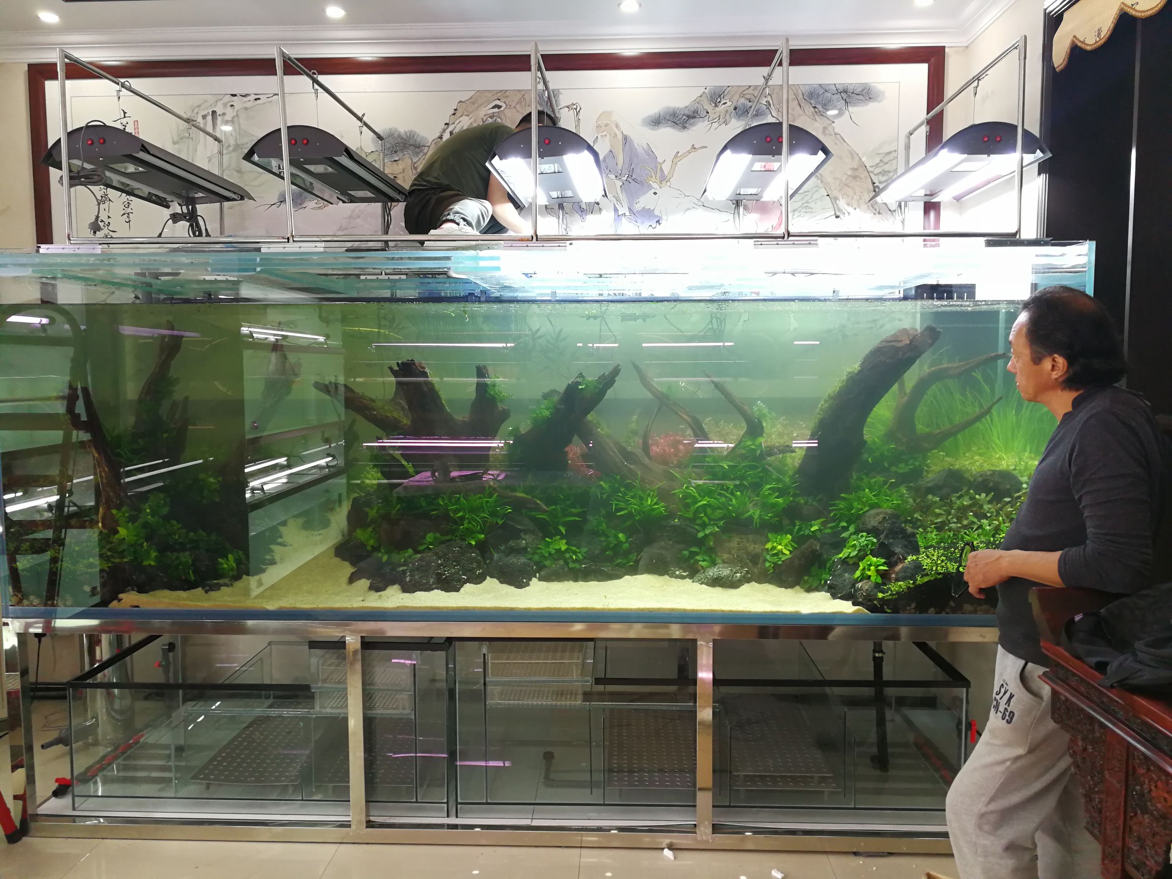 大墙鱼缸,40公分的缸养40的龙鱼