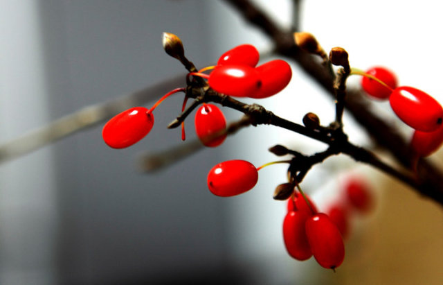 地黄丸种类多样,地黄丸种类多你到底适合哪种