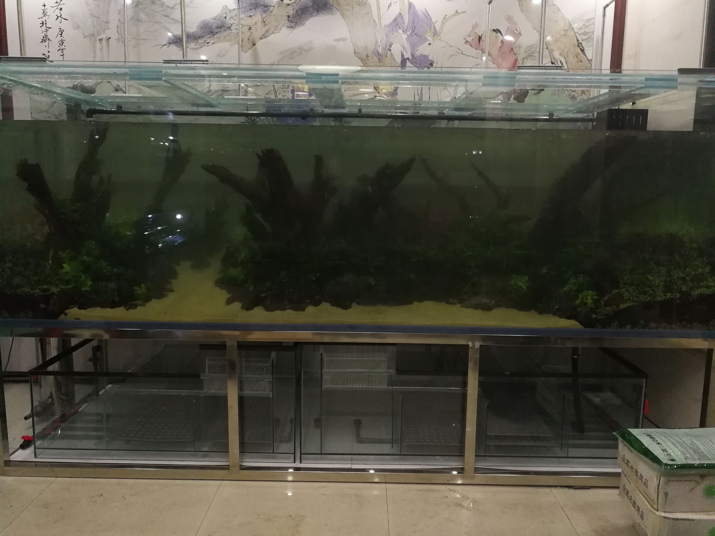 大墙鱼缸,40公分的缸养40的龙鱼