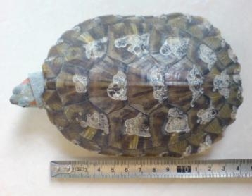 总结一些小病的治疗方法