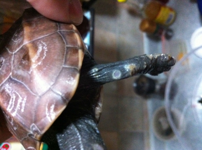 总结一些小病的治疗方法