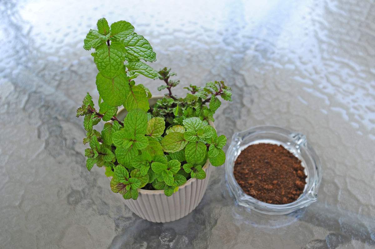 水培薄荷叶子发黄枯萎怎么办,小薄荷叶子发黄怎么办