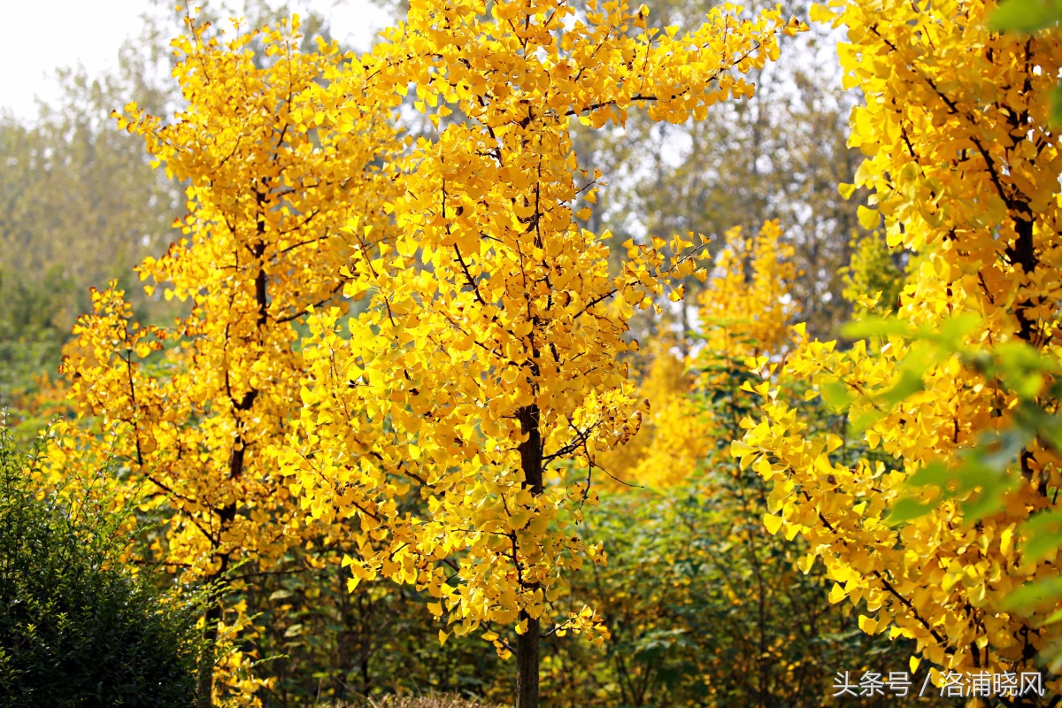 银杏果属于什么果实,银杏树结的果是什么果