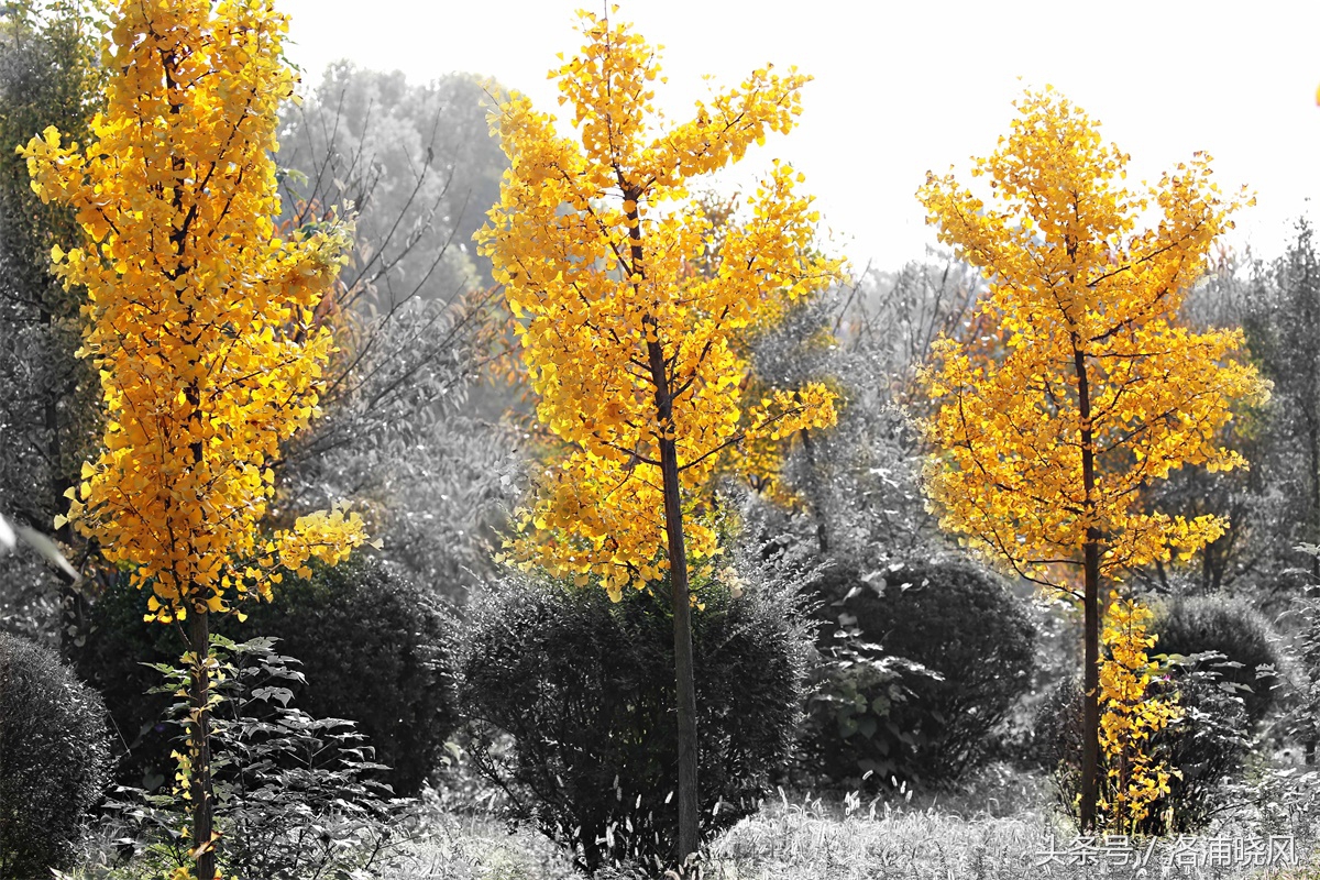 银杏果属于什么果实,银杏树结的果是什么果