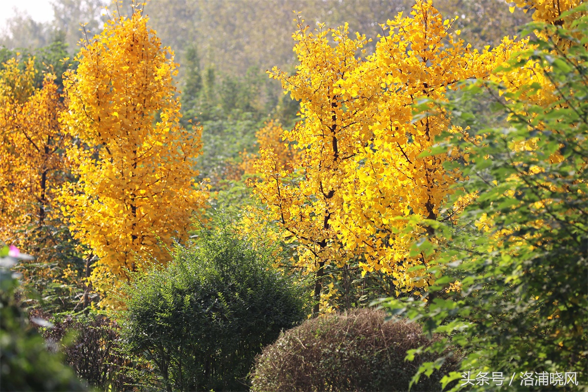 银杏果属于什么果实,银杏树结的果是什么果