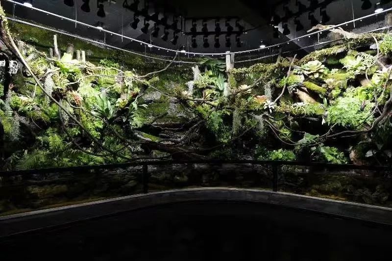 大墙鱼缸,40公分的缸养40的龙鱼