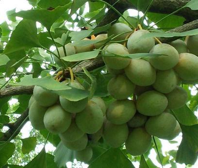 银杏果孕妇吃了会怎么样,白果孕早期可以吃吗