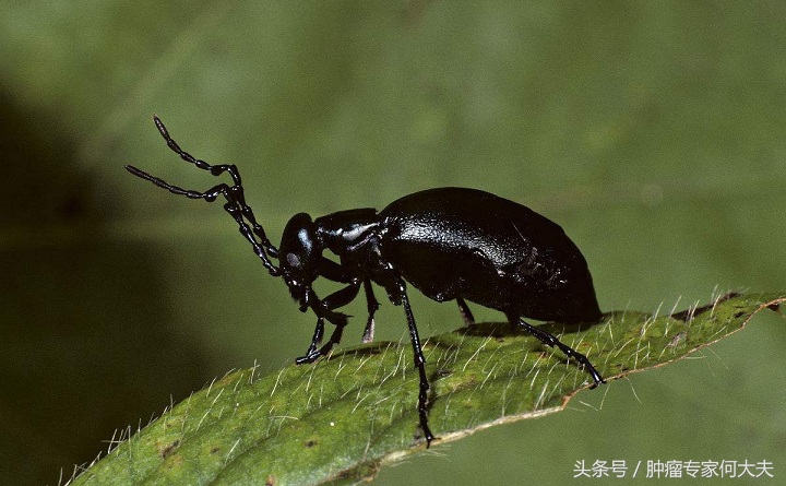 斑蝥治癌症配方,抗癌第一名中药斑蝥