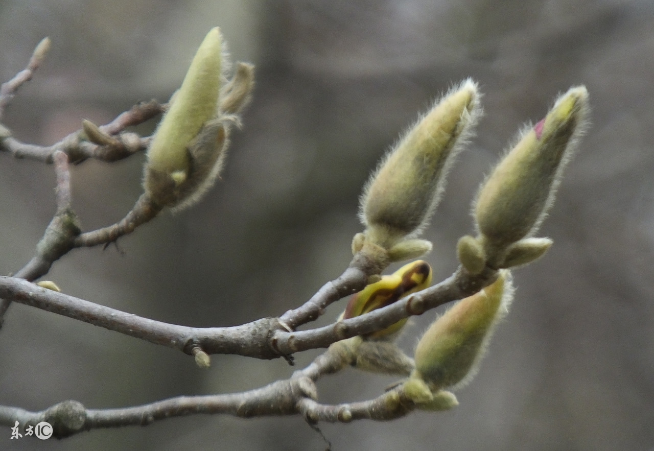 鼻炎鼻子不透气按哪个穴位能通气,鼻炎洗鼻子的妙招