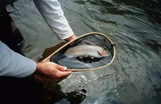 鱼进窝不下底怎么办,钓鱼鱼不开口的原因及解决方法