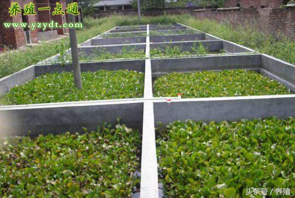 黄鳝养殖技术和致富项目,黄鳝养殖场基地养殖流程