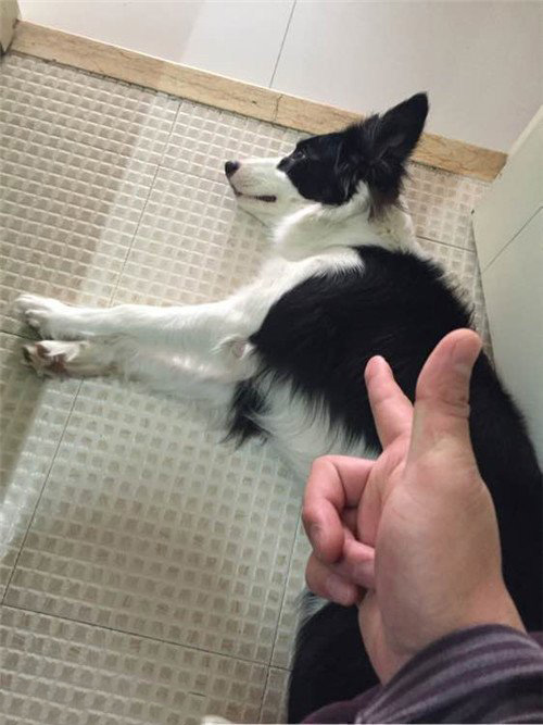 家有宠物训练,家有萌宠狗狗训练系列教学