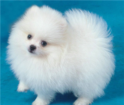 博美犬怎么养得漂亮,博美犬美容视频教程