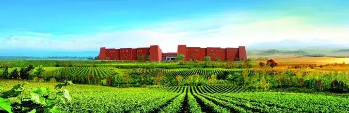 威龙有机葡萄酒巅峰之夜,威龙有机葡萄酒有几款