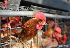 鸡群大面积死亡紧急救治,一天好几百的死鸡是得了什么病