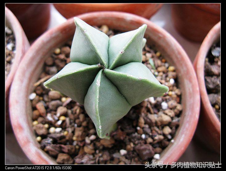 星球仙人球怎样繁殖,星球仙人掌如何养护