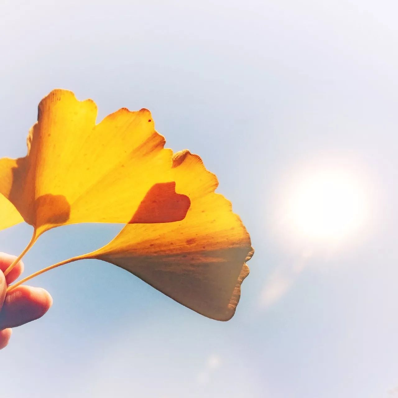 手机摄影作品赏析,手机摄影作品也可以美不胜收