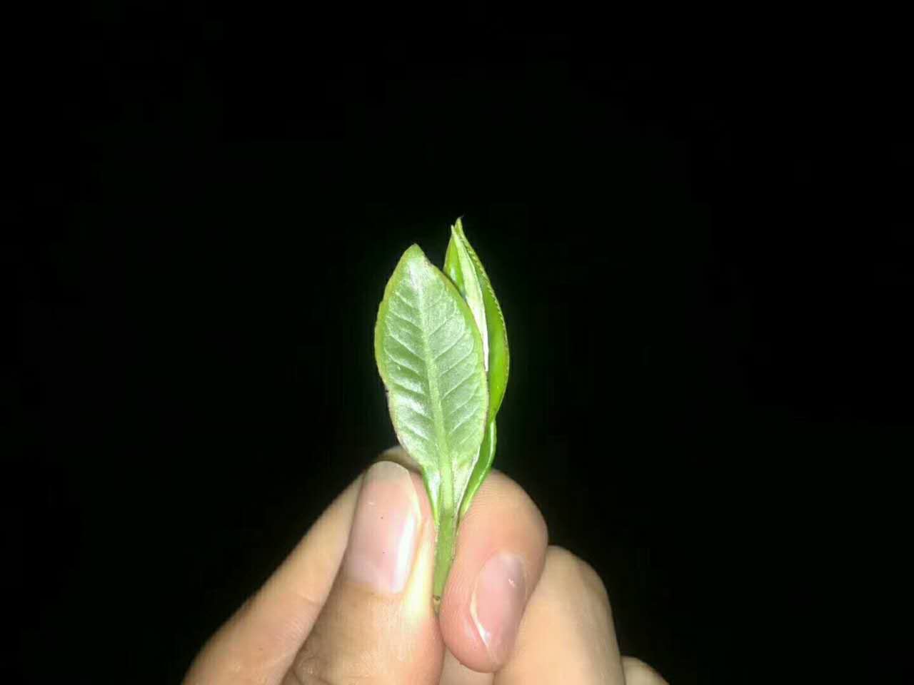 普洱七大茶山简介资料大全及图片,茶山介绍之新六大普洱茶山