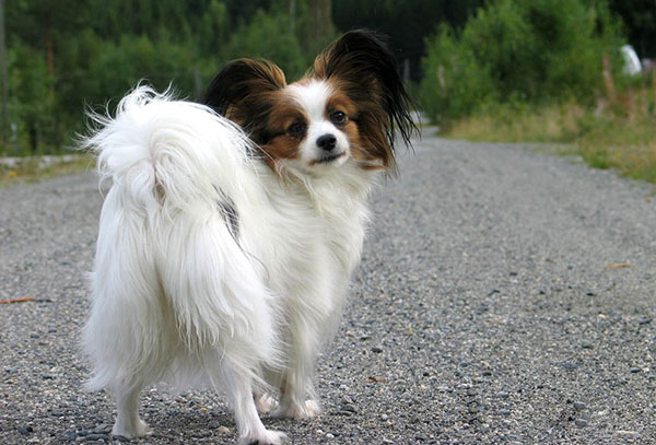 狗狗蝴蝶犬,每日一读动物小狗