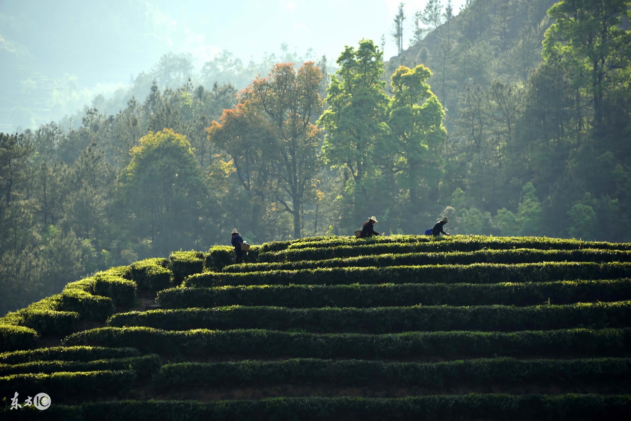 普洱七大茶山简介资料大全及图片,茶山介绍之新六大普洱茶山