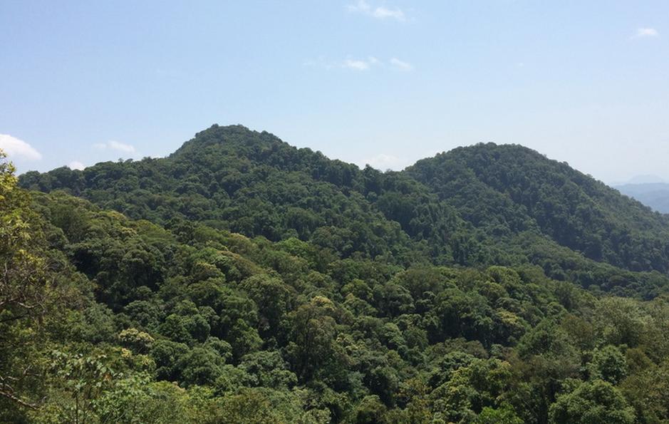 普洱七大茶山简介资料大全及图片,茶山介绍之新六大普洱茶山