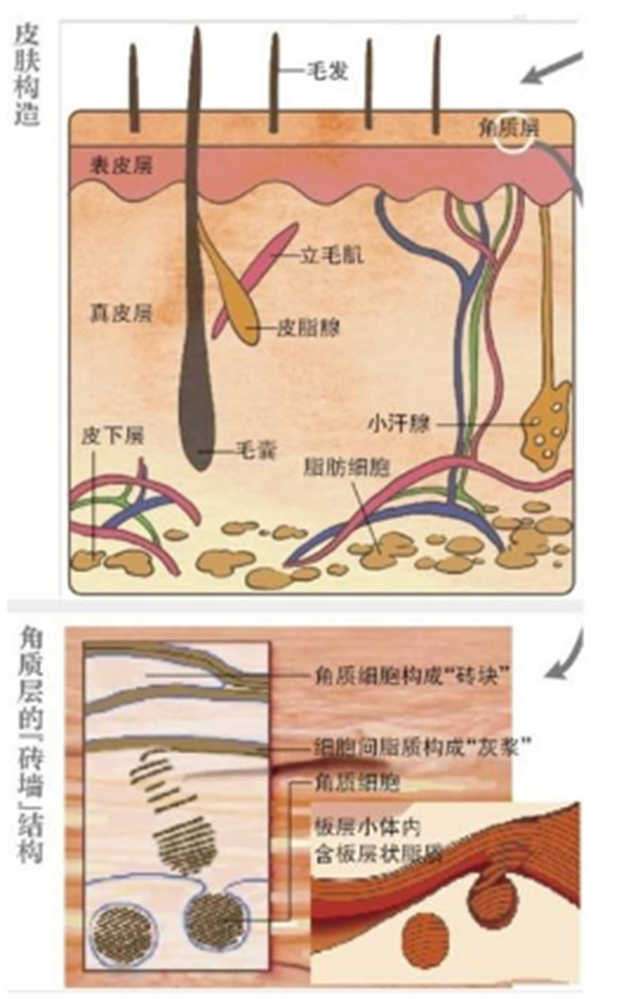 激光对皮肤有哪些危害,激光对细胞的影响