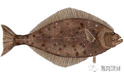 水产市场常见的鱼,中国进口水产品排行榜