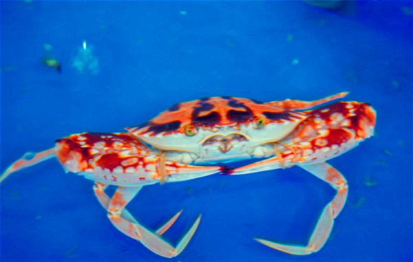 三亚的阳光与海滩,遇见阳光沙滩三亚