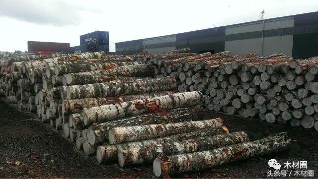 关于木材涨价的通知,木材缺货最新消息