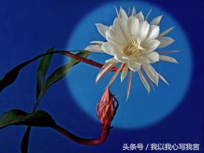 昙花之美,关于昙花的美