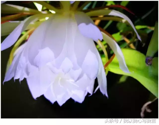 昙花之美,关于昙花的美