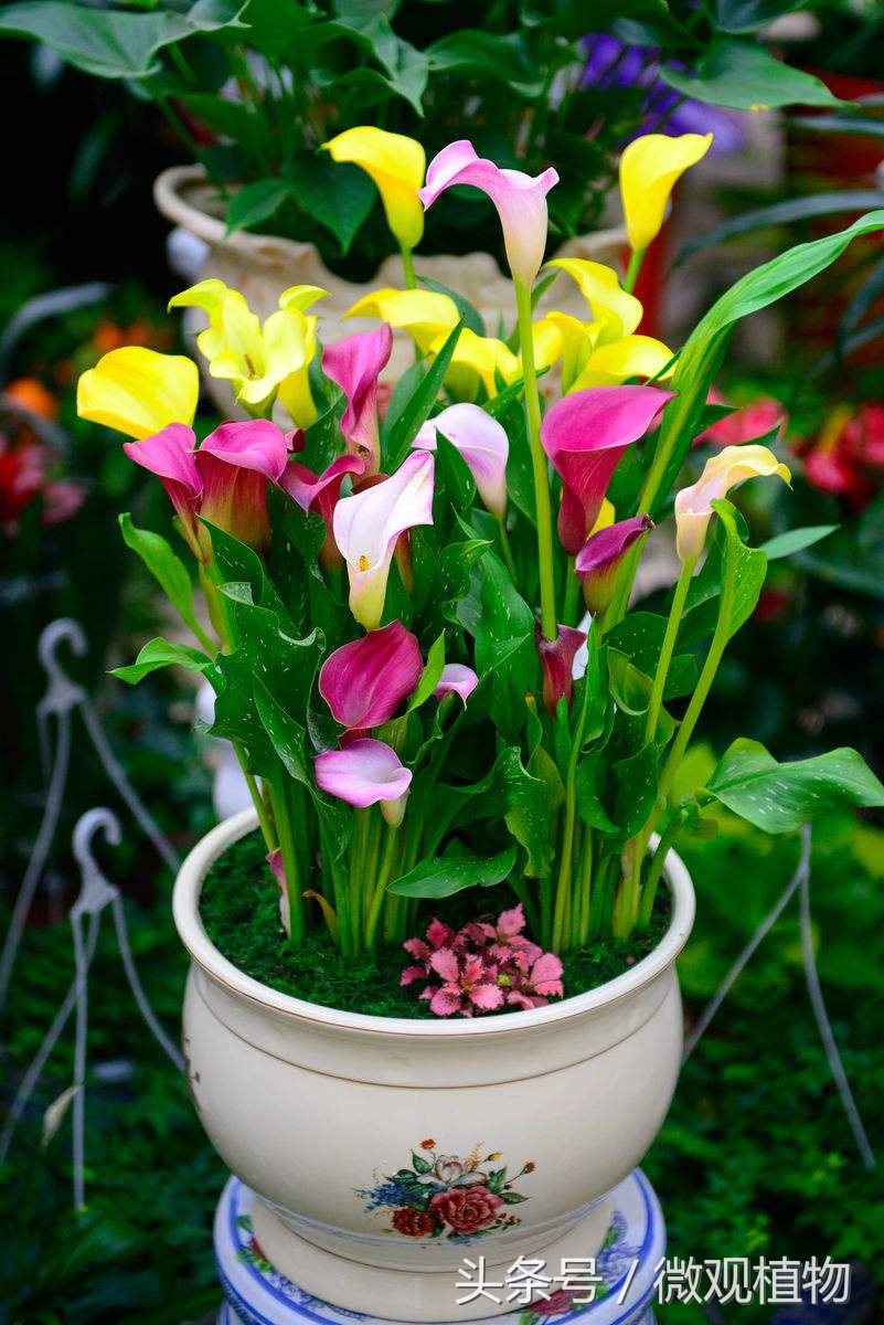 马蹄莲怎么养才会长得大,马蹄莲怎么养才能更旺盛