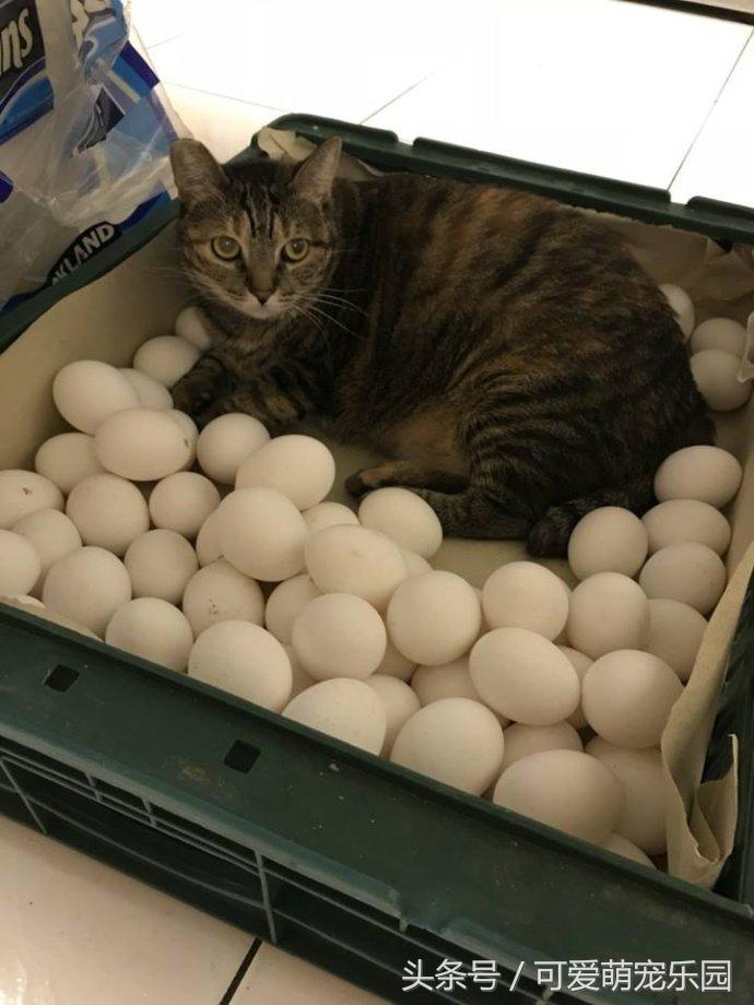 澶ц劯鐚殑鐑︽伡,澶ц劯鐚殑鐑︽伡瑙ｈ