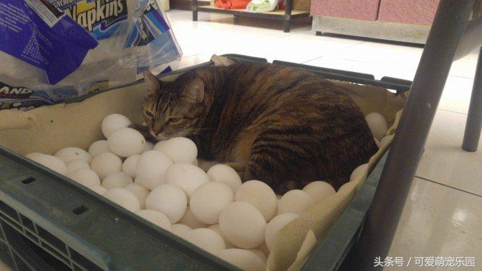 澶ц劯鐚殑鐑︽伡,澶ц劯鐚殑鐑︽伡瑙ｈ