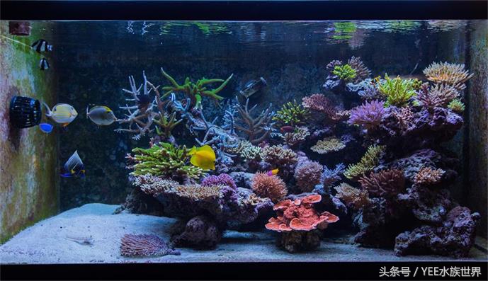鱼缸升级最好的方法,新手鱼缸如何升级