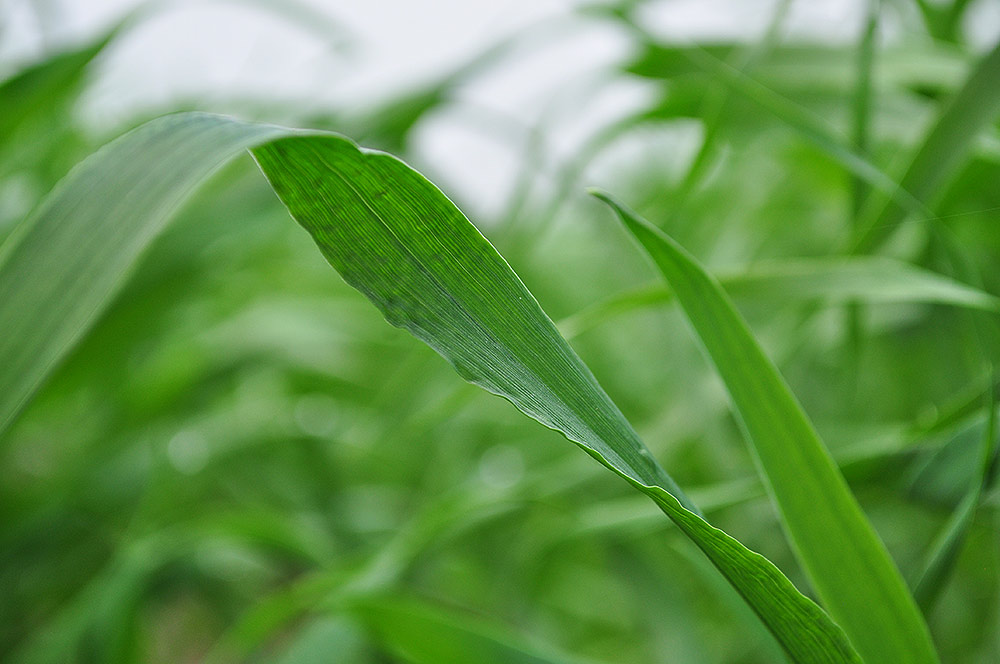 青汁如何选择,怎样选青汁