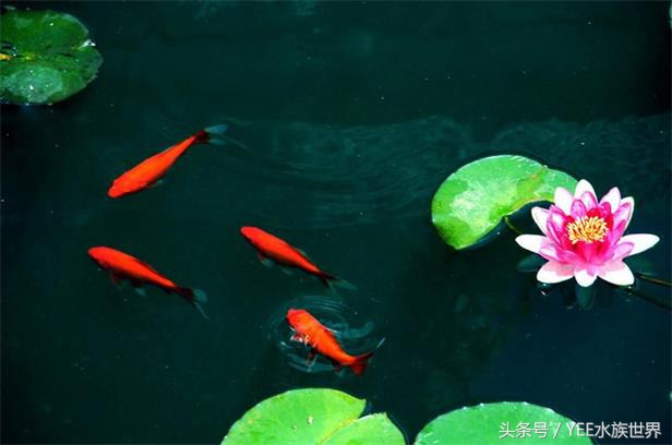 鱼缸升级最好的方法,新手鱼缸如何升级