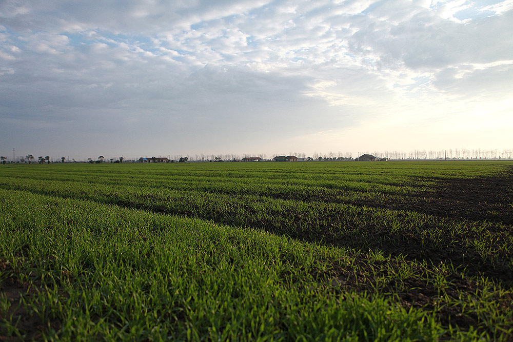 青汁如何选择,怎样选青汁